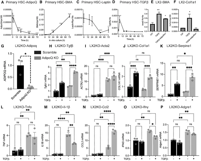 Adiponectin expression in HSCs is negatively associated with their activation