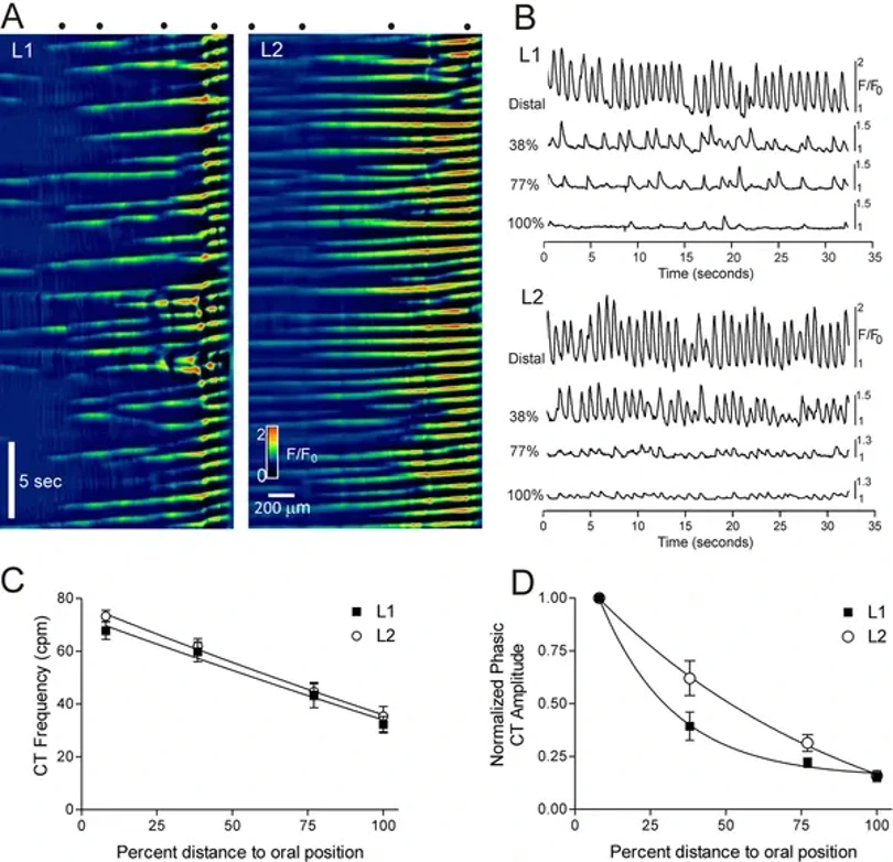 Ca2+ transient amplitude and frequency decline from distal to proximal IAS.