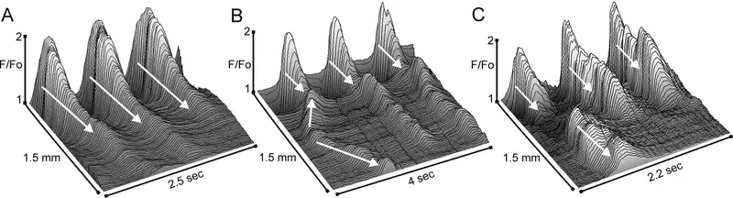Examples of the origin and spread of Ca2+ transients.