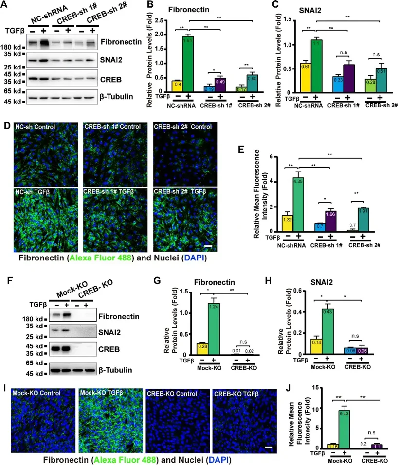 CREB loss of function leads to attenuated mesenchymal gene expression in mouse lens epithelial cells.
