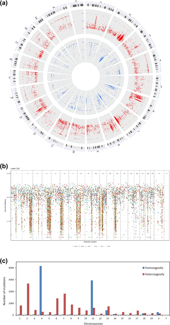 The distribution of the identified SNVs and InDels in the LLC genome.