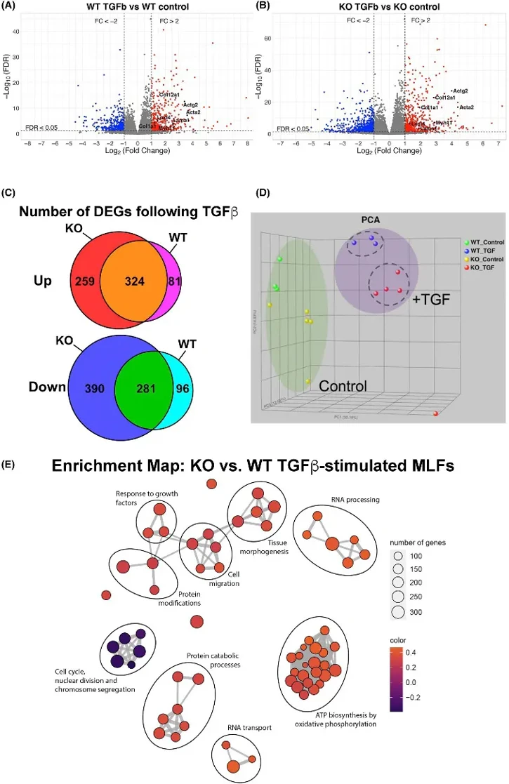 Tollip-/- Mouse Lung Fibroblasts Exhibit Enhanced Response to TGFβ.