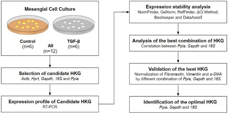 Workflow diagram illustrating the strategy for identification of housekeeping normalizer for RT-PCR. Actb, Hprt, Gapdh, 18S and Ppia housekeeping genes (HKG) selected from the literature for comparison.