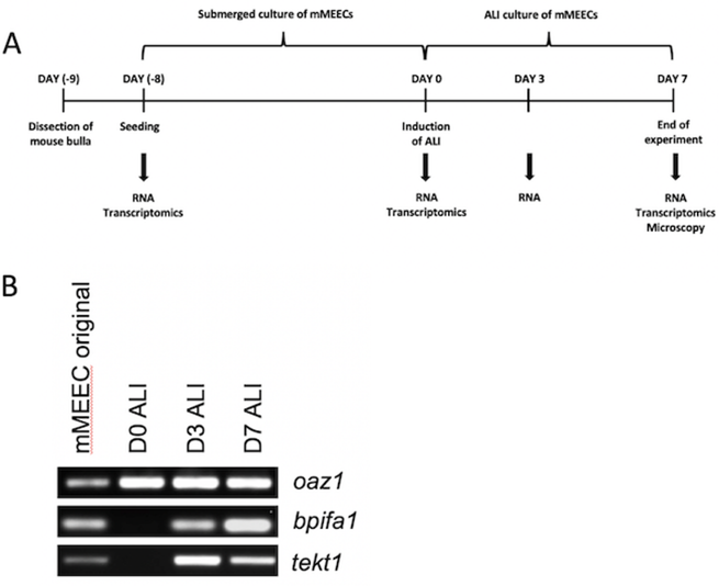 Culture of mMEECs for transcriptional analysis.