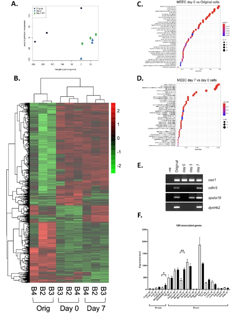 Genome wide transcriptional analysis of differentiating mMEECs.