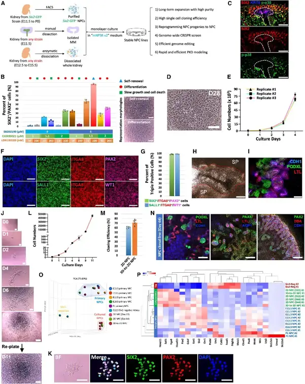 p38 inhibition allows the derivation of NPC lines from any mouse strain