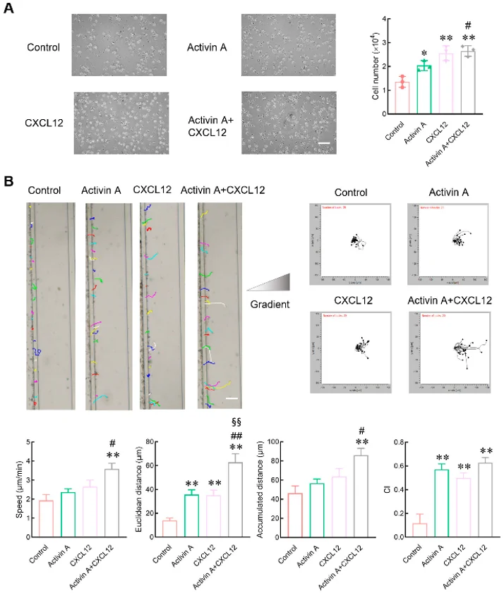 Effect of activin A on the migration of mouse NK cells.