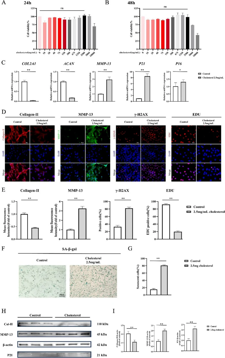 High cholesterol can directly promote metabolic disorders in NPCs.