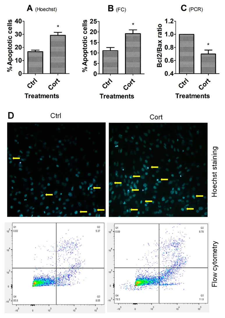 Culture with Corticosterone Increased Apoptosis of MGCs and OECs.