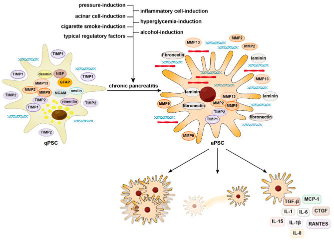 This figure illustrates the molecular and cellular characteristics of pancreatic stellate cells before and after activation.