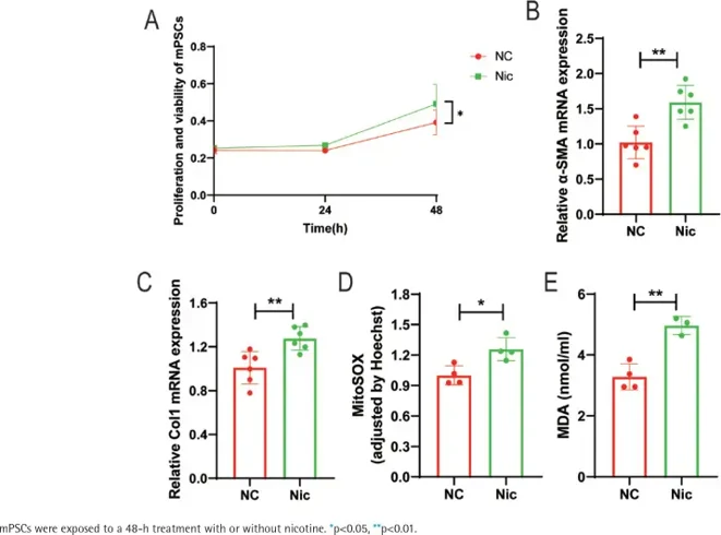 Nicotine promotes activation and induces mitochondrial oxidative stress in mouse pancreatic stellate cells (mPSCs).