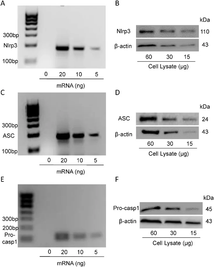 The mPDLFs express Nlrp3,ASC and pro-Caspase1 mRNA and protein.