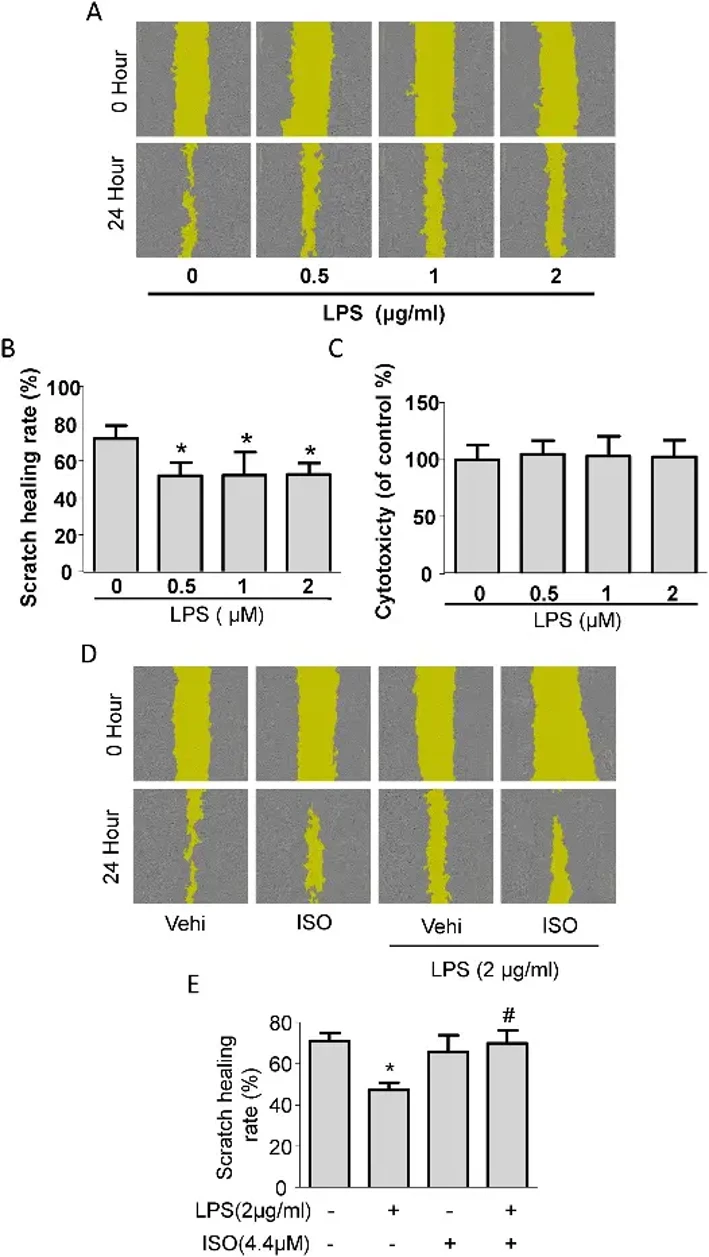 Fibrocytes migrate to wound sites in vivo.