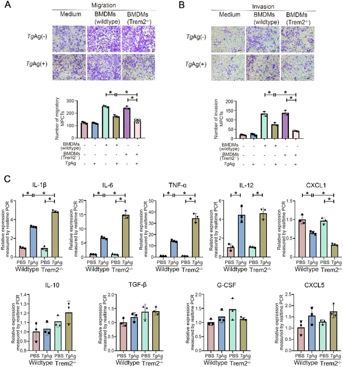 Trem2 deficiency in BMDMs promotes inflammatory factor production and inhibits CXCL1.