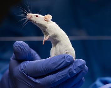 Mouse primary cells portfolio