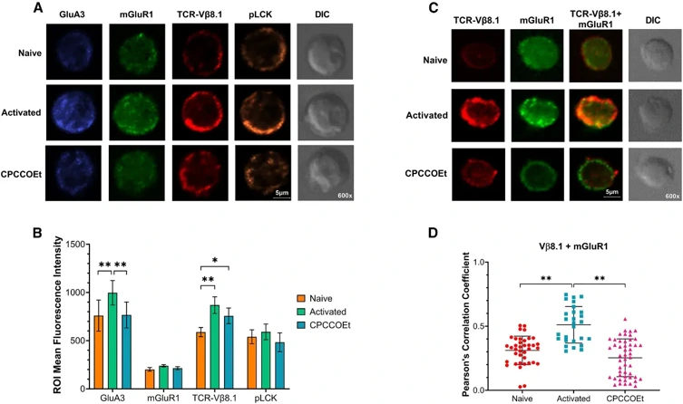 Activated CD8+ T cells co-express and colocalize mGluR1 and T cell receptor.