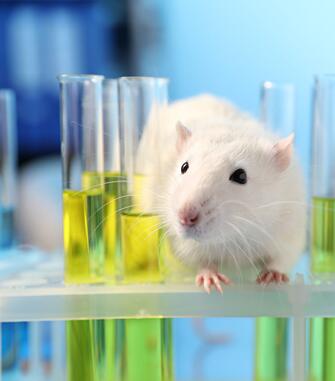 Mouse Tumor Cells