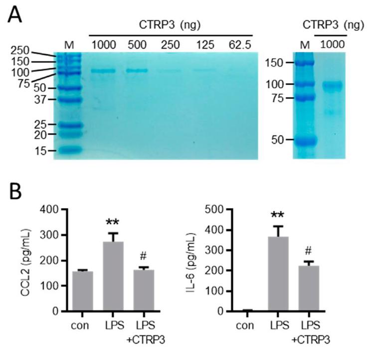 Characterization of recombinant CTRP3.