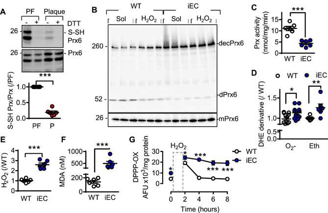 Consequence of CSE deletion on redox status and Prx activity in murine endothelial cells.