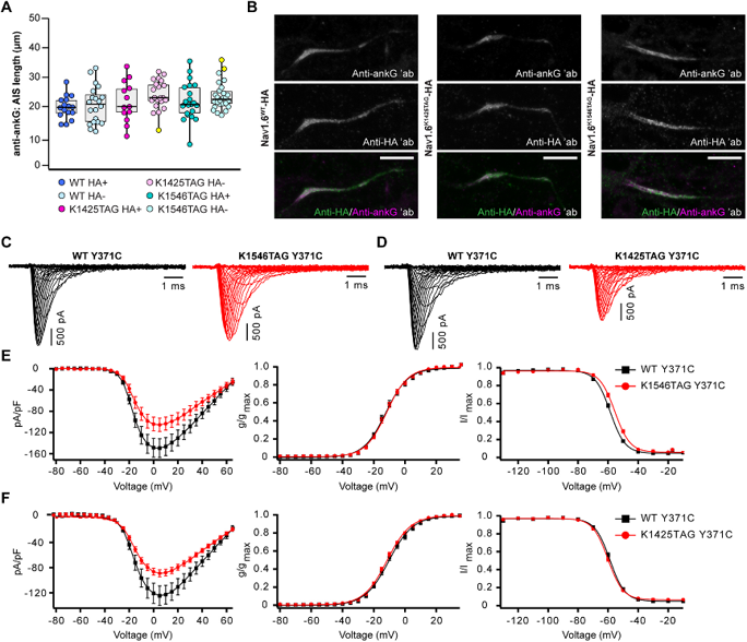 Characterization of the expression and functionality of NaV1.6TAG-HA