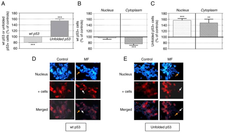 Effects of 120-min of MF exposure on the number of cells expressing p53.
