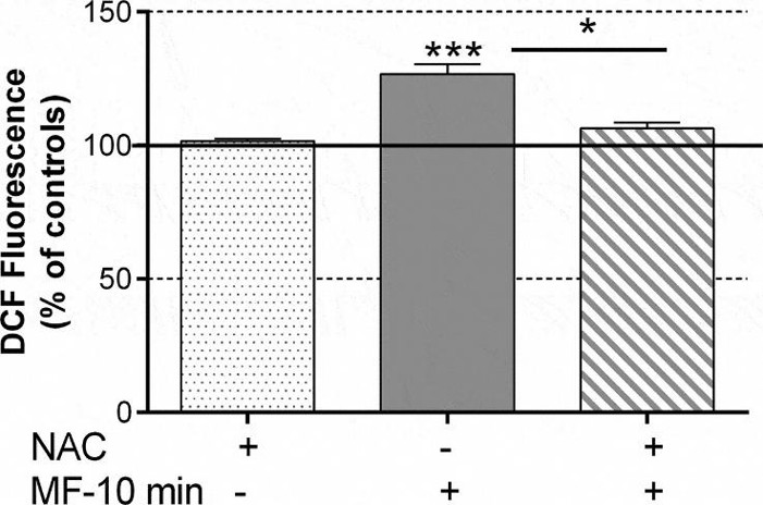 Impact of MF exposure (10 min On/30 min Off) on ROS production in the presence or absence of NAC (40 min), determined by DCF-fluorescence microscopy.
