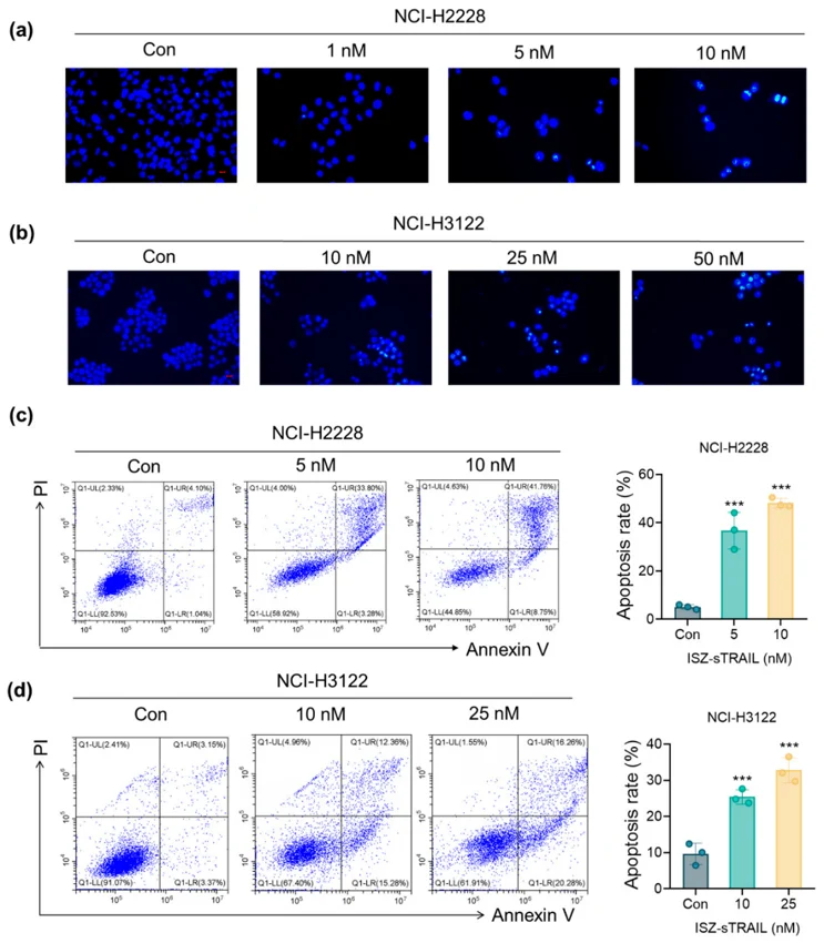 ISZ-sTRAIL Induces Apoptosis of EML4-ALK-Positive NSCLC Cells.