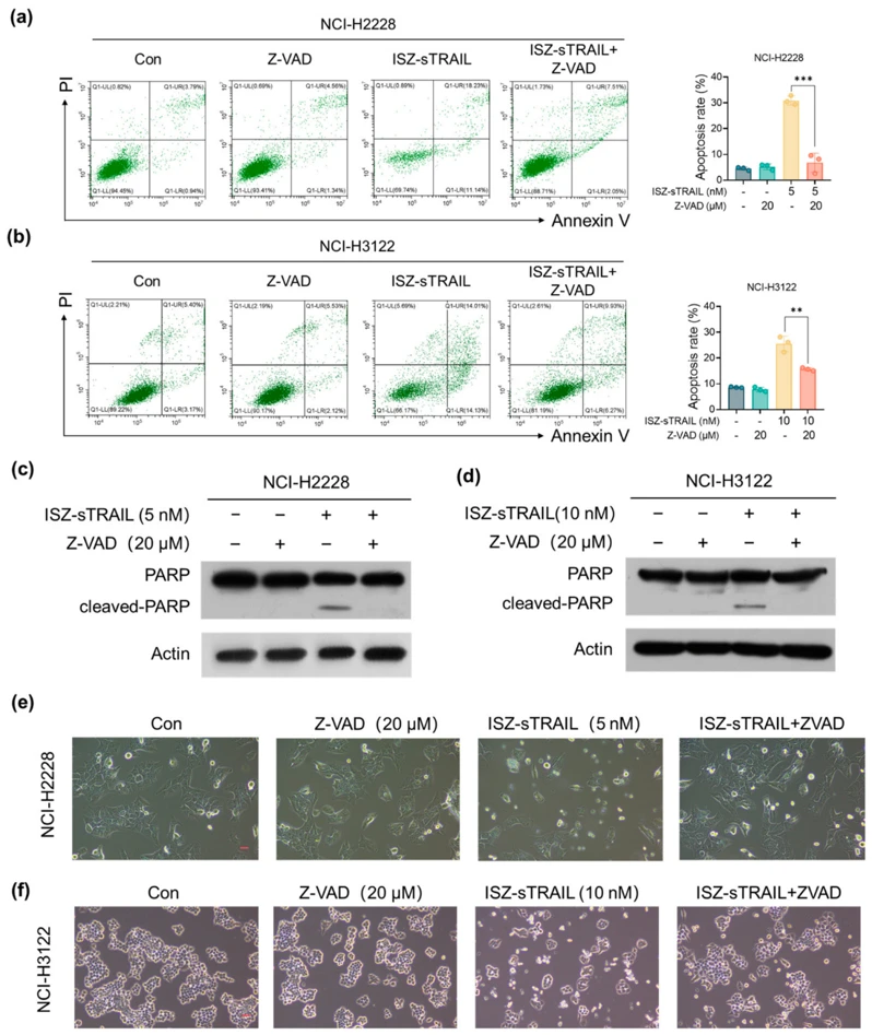 Caspase-Dependent Apoptosis Mediates the Anti-EML4-ALK-Positive NSCLC Activity of ISZ-sTRAIL.