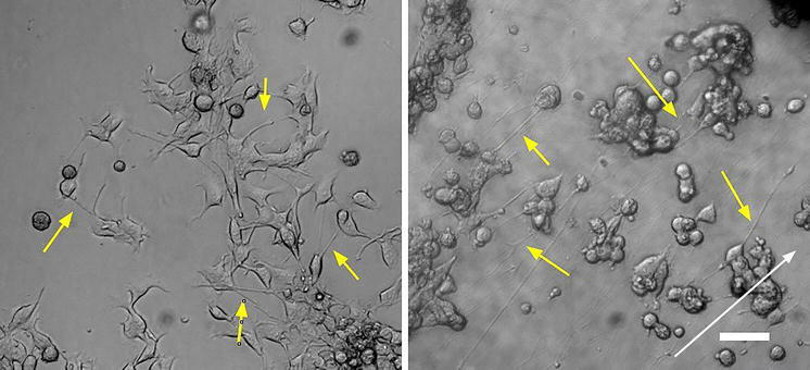 NG108-15 cells cultured for 96 h in proliferation medium on an uncoated flask (left) and on fibers (right).