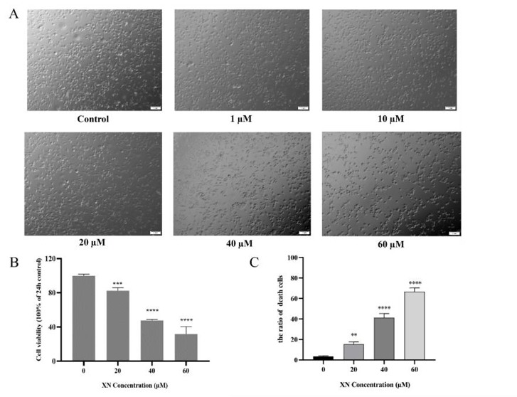 Xanthohumol inhibits cell viability in NG108-15 cells.