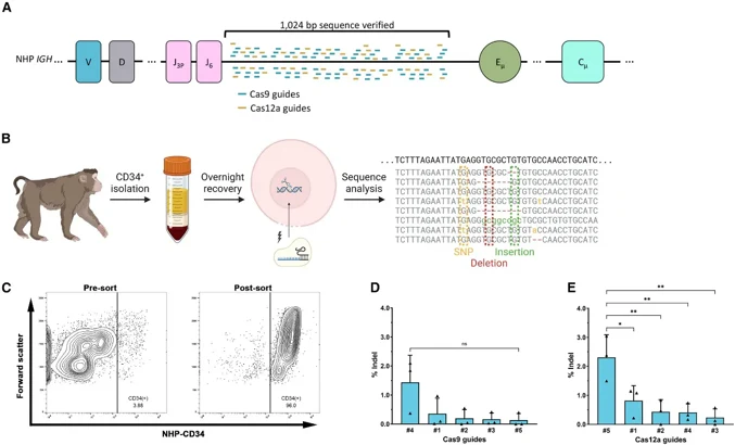 Optimized editing of IGH locus in primate HSPCs.