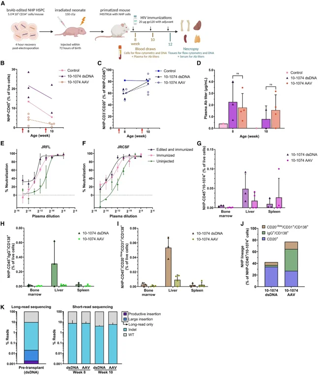 Antibody expression and B cell maturation in MISTRG6 mice.