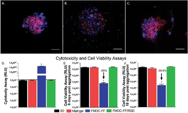 Actin-DAPI staining of primary hepatocyte aggregates cultured in Fmoc-FF/RGD (A) Fmoc-FF (B) and Matrigel (C) hydrogels (scale bars- 50 μm)