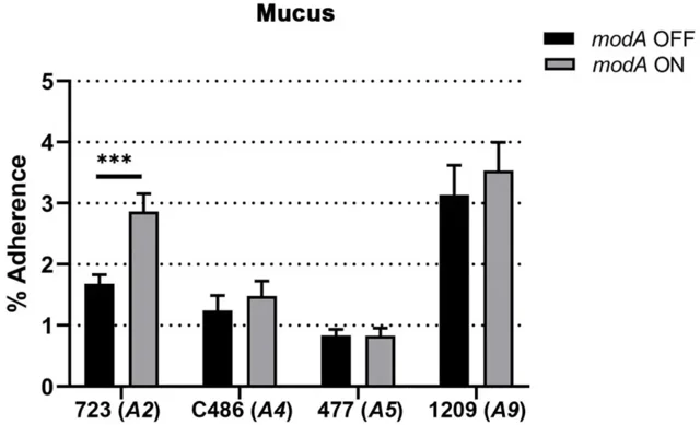 Adherence of NTHi modA locked variants to mucus.