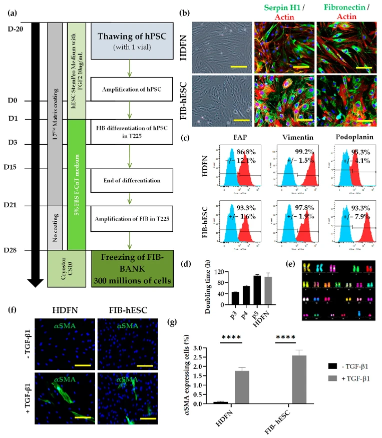Characterization of a homogeneous and functional population of fibroblasts derived from hESC.