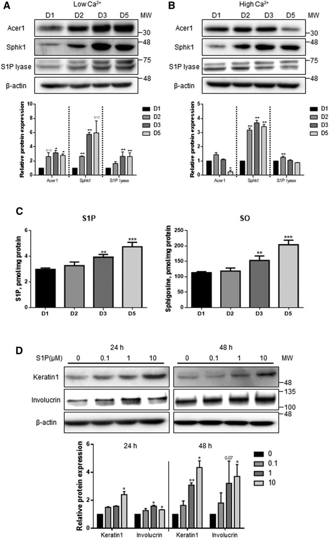 Human epidermal keratinocyte differentiation is associated with increased S1P and downregulated S1P lyase.