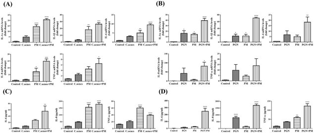 PM increases the expression of proinflammatory cytokines in C. acnes (500 MOI), or PGN (10 μg/mL) treated HEKn cells.