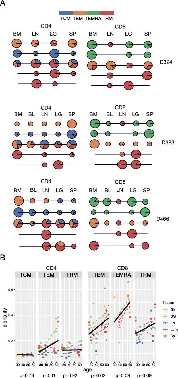 TRM clones exhibit tissue-specific expansions and clonal stability with age
