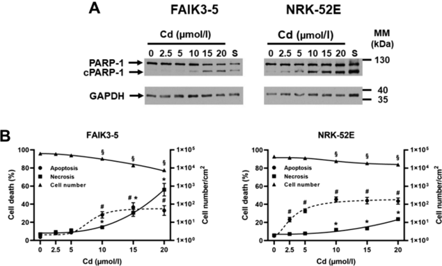 FAIK3-5 cells develop more necrosis with increasing Cd concentration whereas NRK-52E cells are prone to apoptosis even at low Cd concentration.