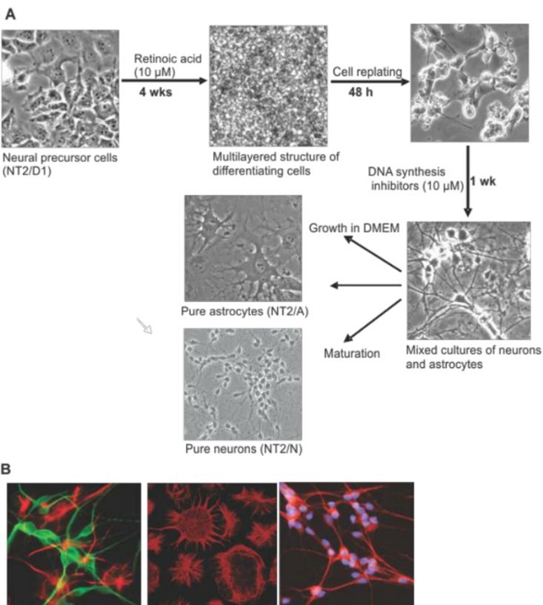 Human NTera-2 (NT2) experimental model system.
