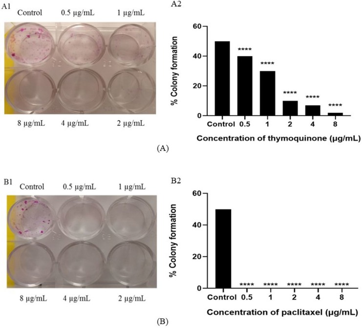 Thymoquinone significantly affected the colony formation ability of NTERA-2 cells in a dose dependent manner.