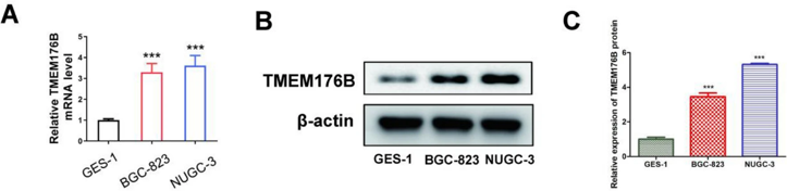 Analysis of normal human gastric mucosa cells (GES-1) and human GC cell lines (BGC-823 and NUGC-3) revealed significantly higher TMEM176B expression in BGC-823 and NUGC-3 cells than in GES-1 cells.