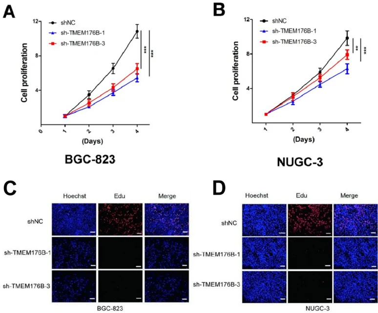 Knockdown of TMEM176B significantly reduced the growth rate of BGC-823 (a) and NUGC-3 cells (b). EdU assays showed that TMEM176B knockdown significantly inhibited the proliferation of BGC-823 cells compared to the shNC group (c). A similar inhibitory effect on proliferation was observed in NUGC-3 cells (d).