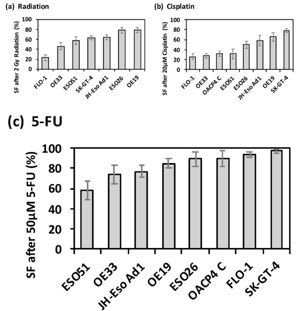 Intrinsic radiation and chemotherapy drug resistance of OAC cell lines.