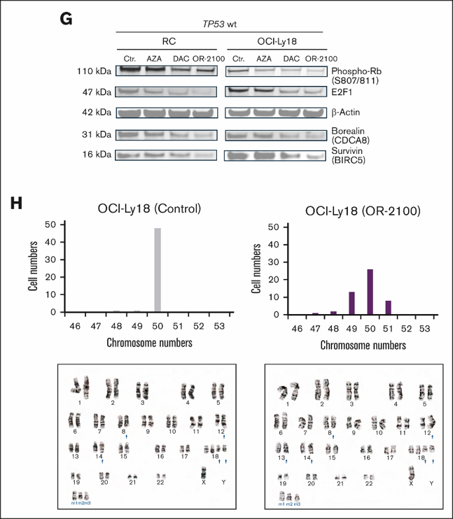 OR-2100 induces mitotic perturbation via the E2F1 signaling pathway, and this is dependent on the TP53 mutational status.