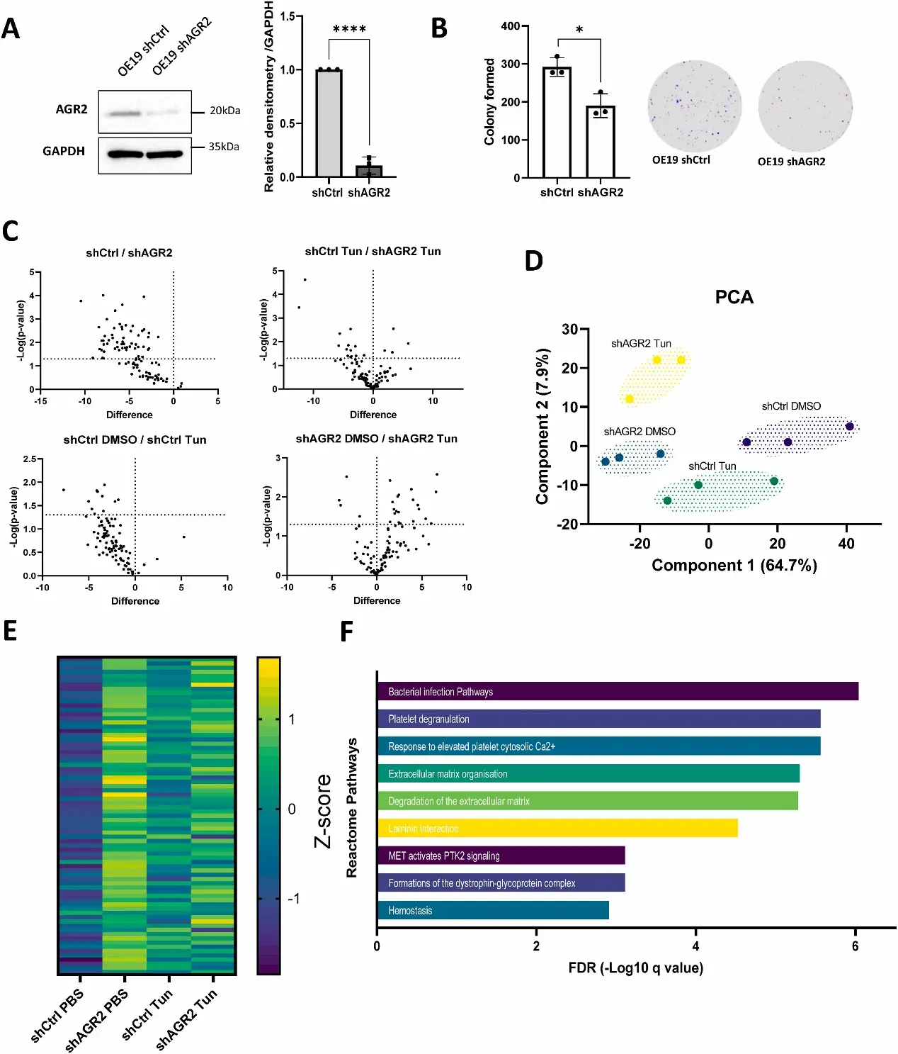 Impact of AGR2 on cellular phenotype and secretome regulation in OE19 cells.