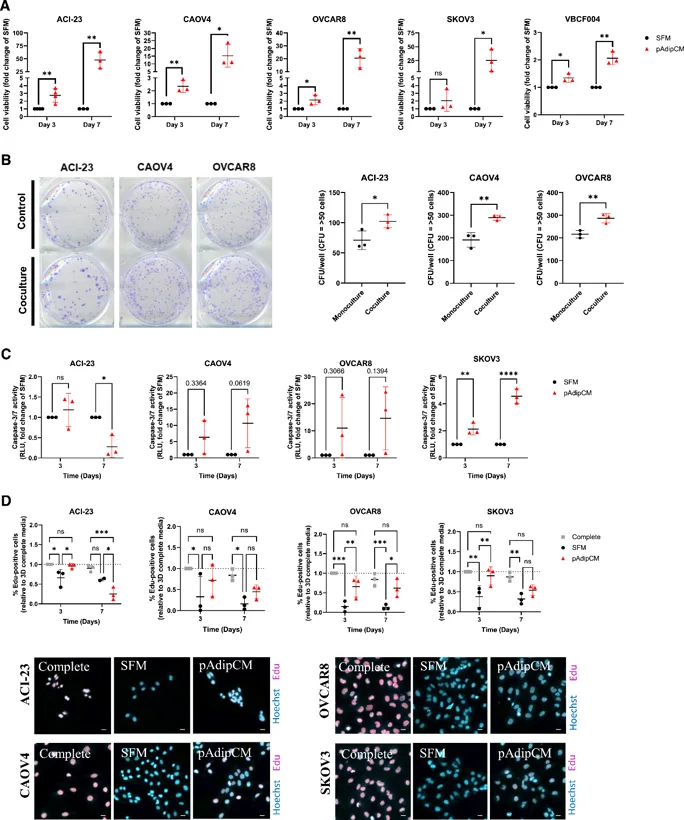 Preadipocytes support cell growth and survival under serum-free conditions.