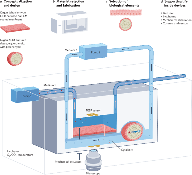 Fig. 1: Experimental set-up for a generic two-organ system with supporting peripheral equipment.