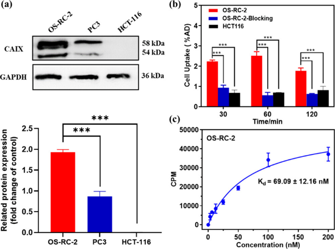 (a) Western blot analysis of CAIX expression in different cancer cell lines. (b) Uptake assay of 18F-DAZ in different cancer cells. (c) Binding affinity of 18F-DAZ for CAIX-overexpressing cancer cell line OS-RC-2.