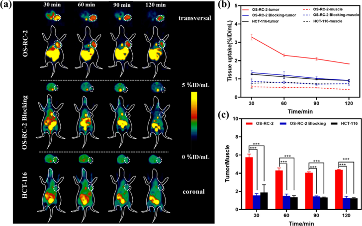 (a) MicroPET imaging of 18F-DAZ in different mice. (b) Time-course of tissue uptake in different mice. (c) Tumor-to-muscle uptake ratio in different mice.